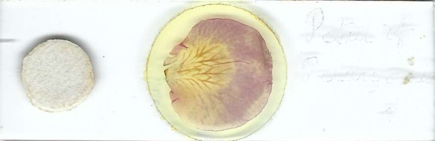 Petal of Pelargonium Microscope Slide