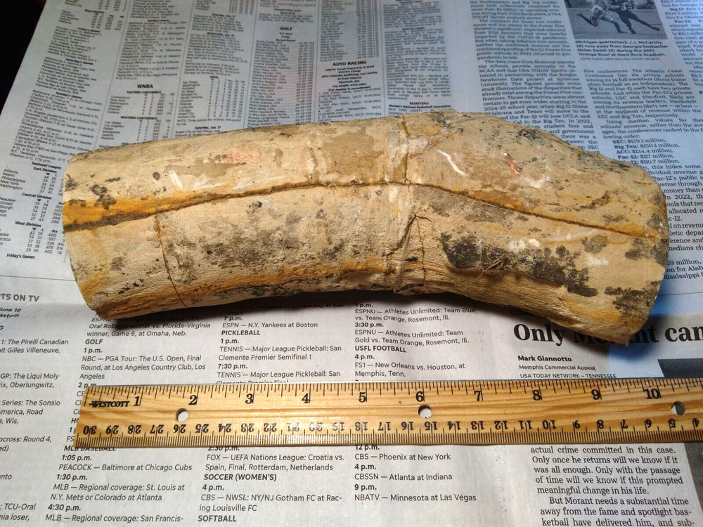 Petrified Wood Limb- Over 6 lbs.