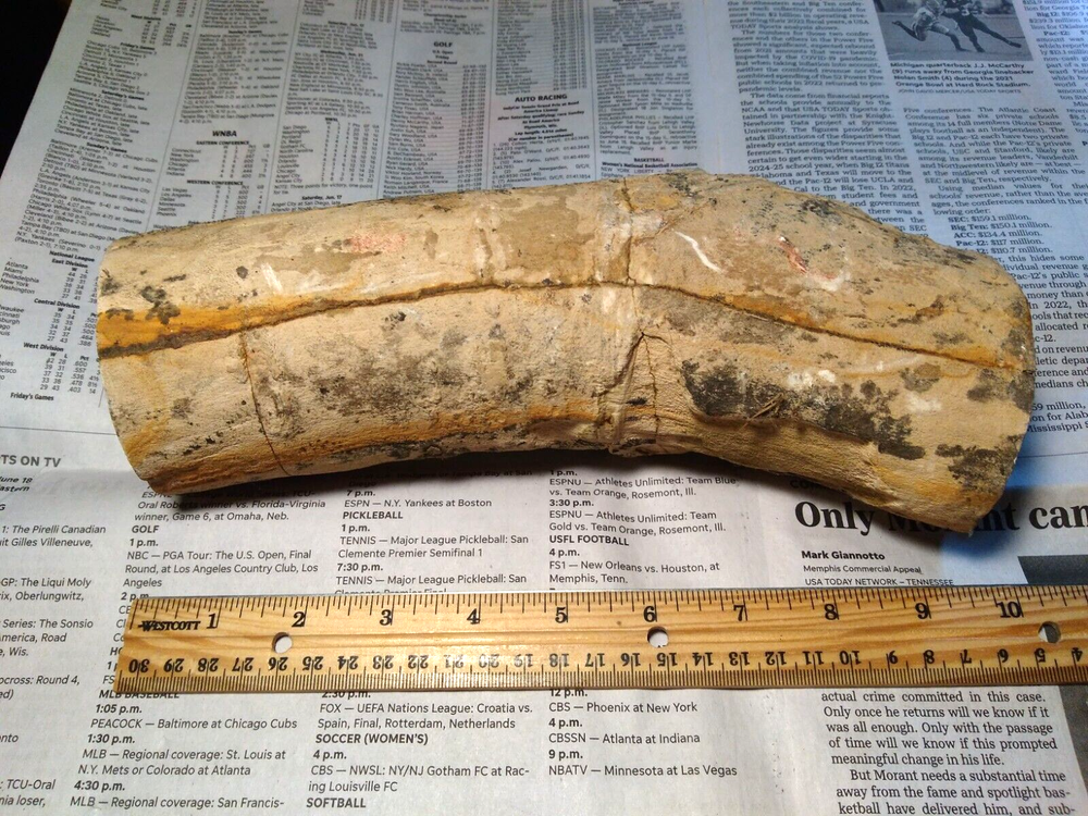 Petrified Wood Limb- Over 6 lbs.