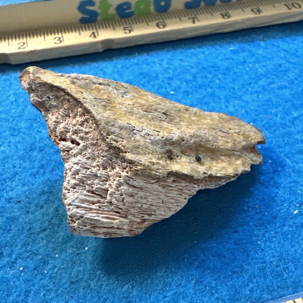 Spinosaurus Extinct Dinosaur Bone Fossil in Display Case