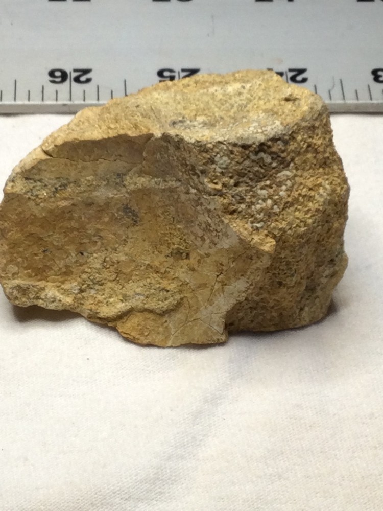 Dinosaur Caudel vertebrae/ Sauropod