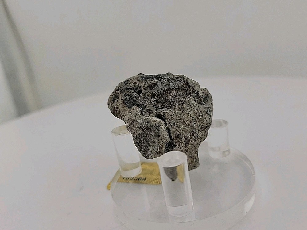 Full Dinosaur Fossil Skull Authentic