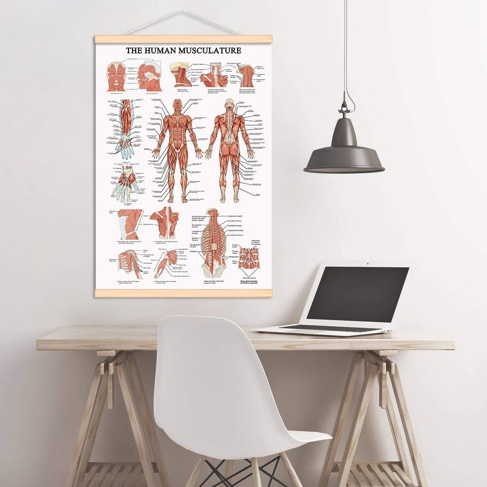 The Human Muscular System Chart Hanging Scroll Frame Canvas Print Human Anato...