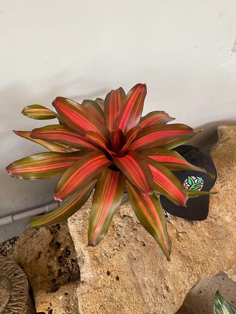 Bromeliad Neoregelia 'Fancy'