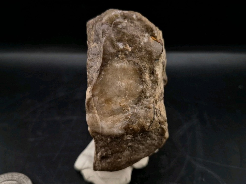 Egg Fossil Reptile 🦎 Permineralized