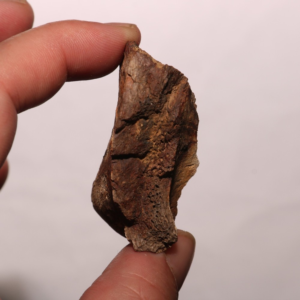 Pachy / Thescelosaurus / Struthi Toe Bone Beauty Hell Creek Formation Cretaceous