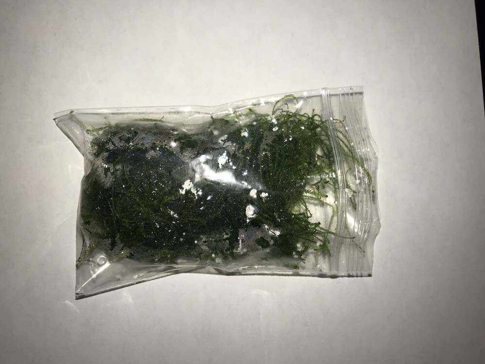 Java Moss - Super Easy Low Light Aquarium Live Plant, Premium Quality