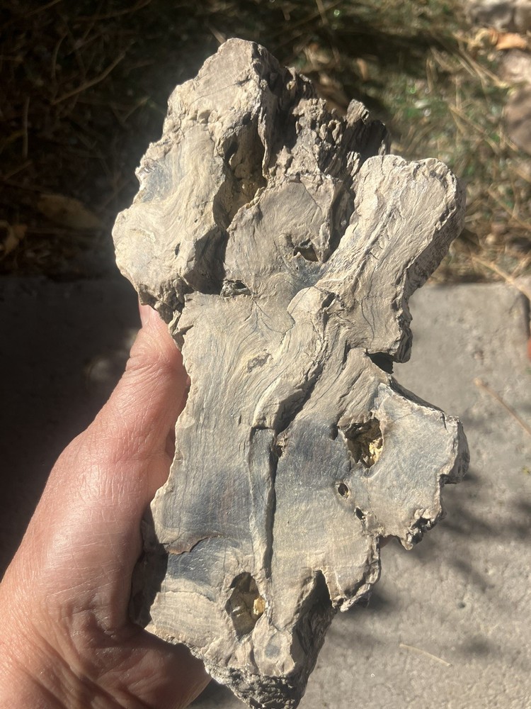 Cypress Petrified Wood (NM)