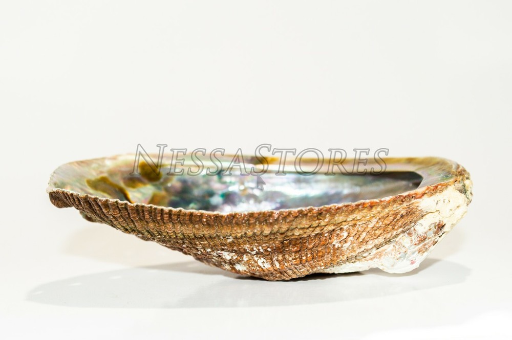 NessaStores- White Sage 4" & Abalone Shell 4" - 5" (1 Kit)