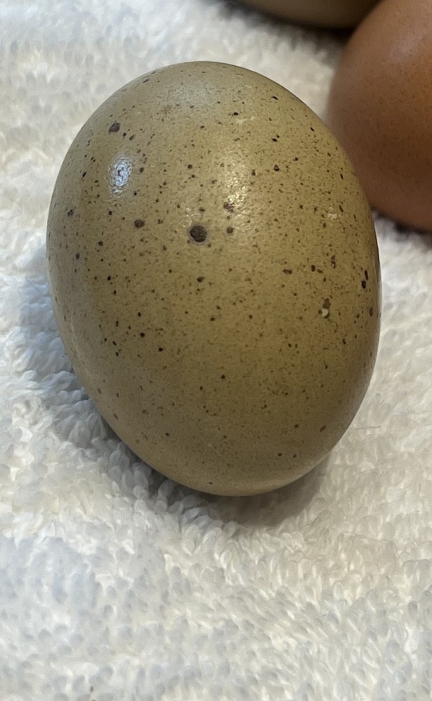 Black Copper Marans & Olive/Coffee/Earth Egger Hatching Eggs