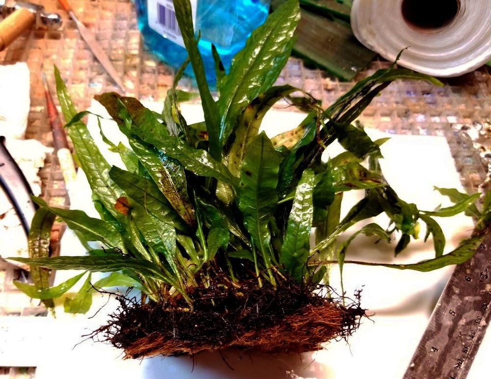 LARGE Java Fern plants on LARGE mat (between 15 and 30 plants) BFFGA