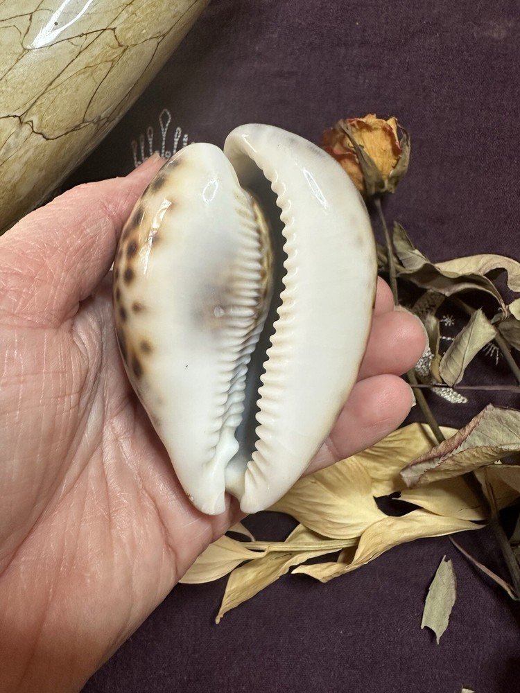 2.5 - 3 Inch Tiger Cowrie Shell, Divination, Metaphysical