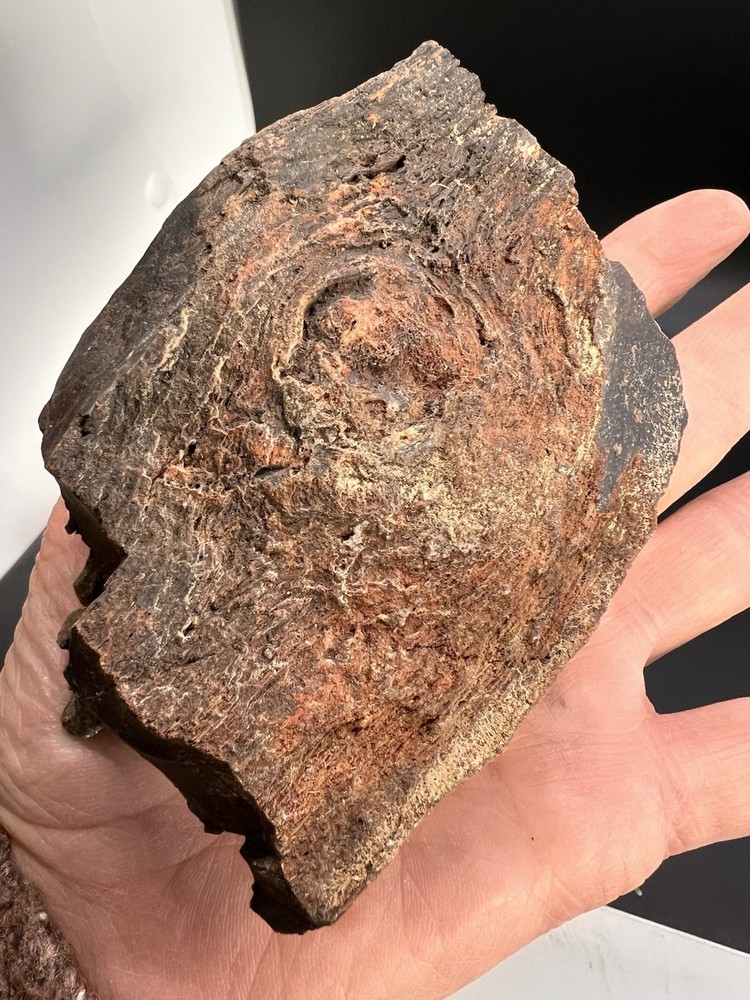 Ball Ranch Petrified Wood D3