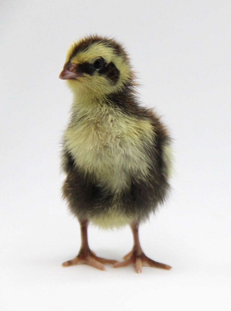 18 Coturnix Quail Hatching Eggs