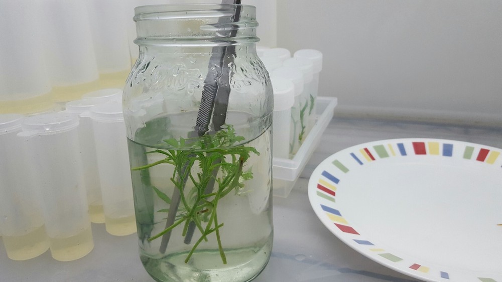 Tissue Culture Starter Kit Microclone Liquid Tubes Most Plants Include Cannabis