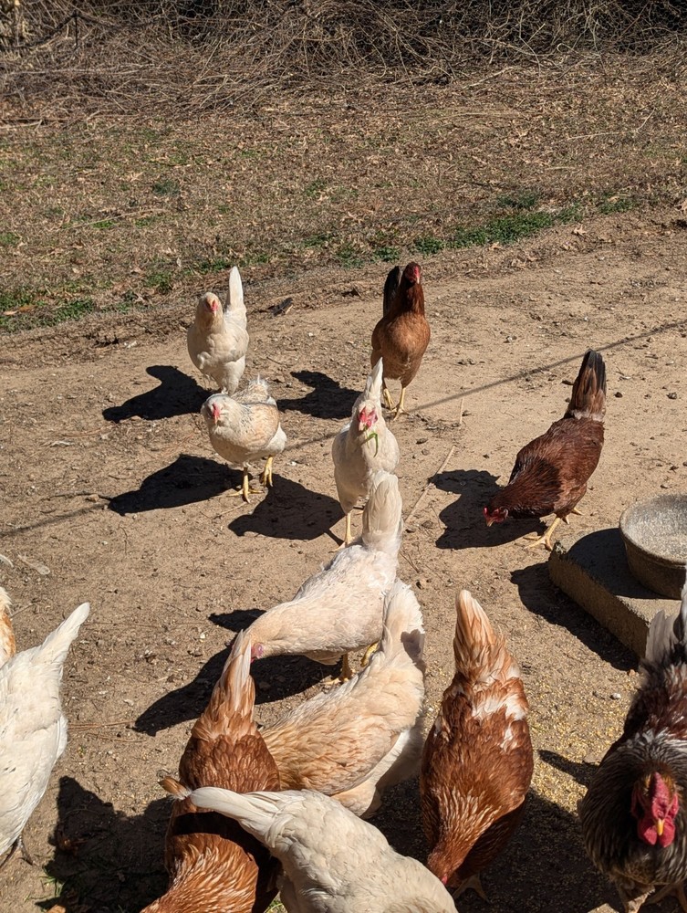 10+ WHITING TRUE GREEN Egger CHICKEN HATCHING EGGS 300+EGGS PER YEAR