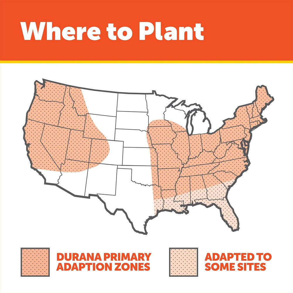Pennington Durana White Clover