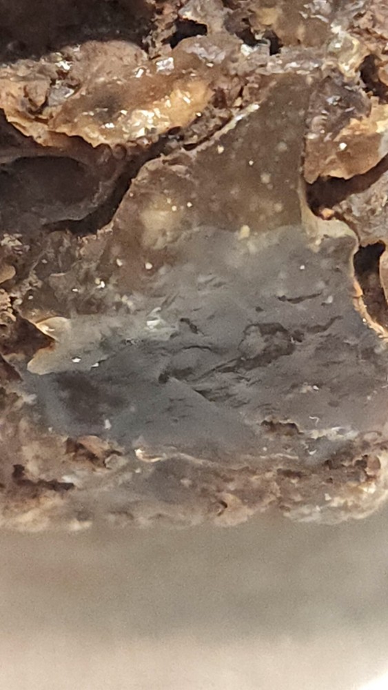 Agatized Petrified Wood Unique Specimen Rock Agate Inclusions