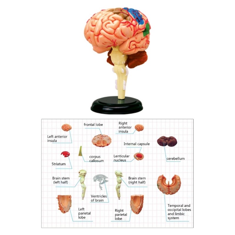 Brain Display Teaching Medical Model Organs Model for Science Classroom Study