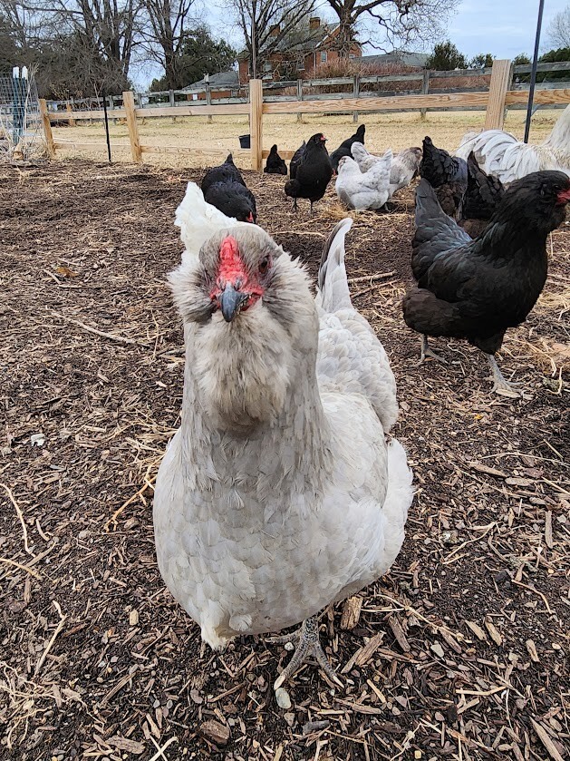 6 Lavender, B/B/S Ameraucana & Orpington (Easter Egger) Chicken Hatching eggs.