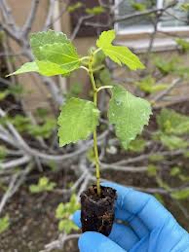 1 Fignomenal Dwarf Fig Tree Starter Plug Fruit Tree Bare Root