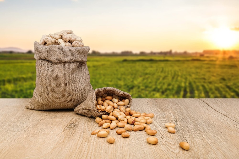 Raw Peanuts, Raw Peanuts in Shell, Great for Boiling, Squirrels Feed, Birds Feed