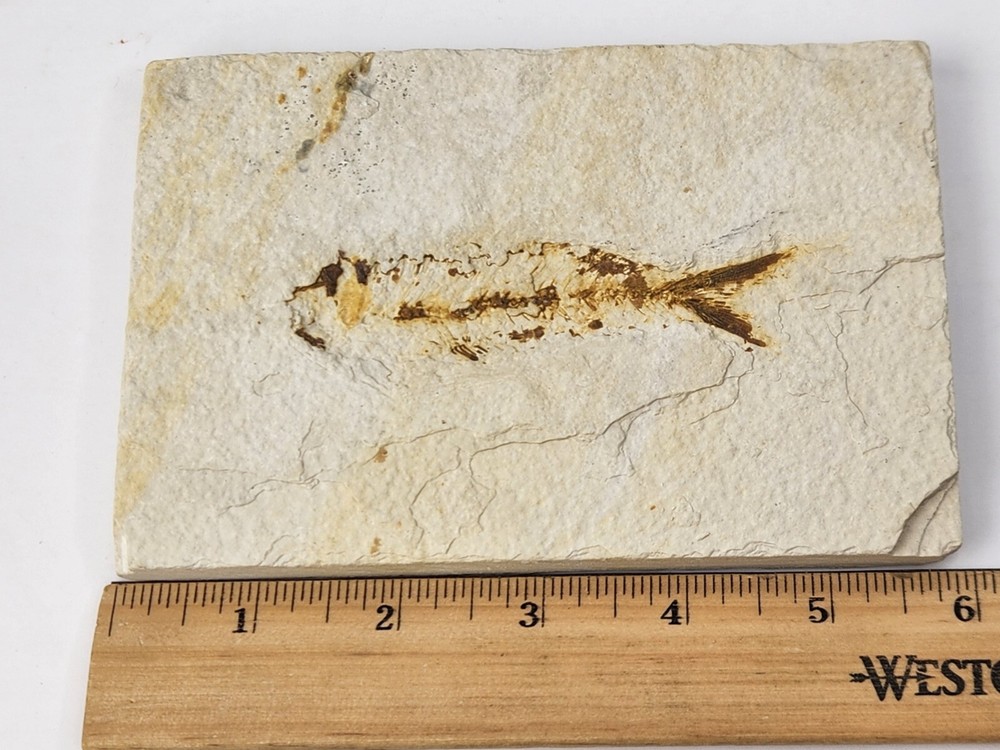 Knightia eocaena Fossil Fish - Green River Fm. - Split Fish Layer - WY