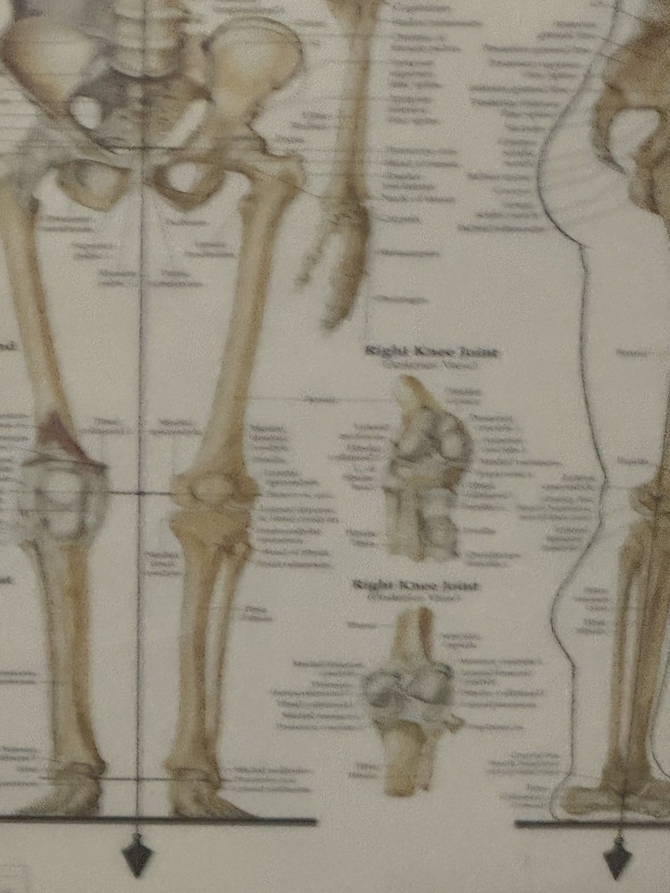 Skeletal System Anatomical Chart Poster ￼ Laminated Learning 20x26 Skeleton B24