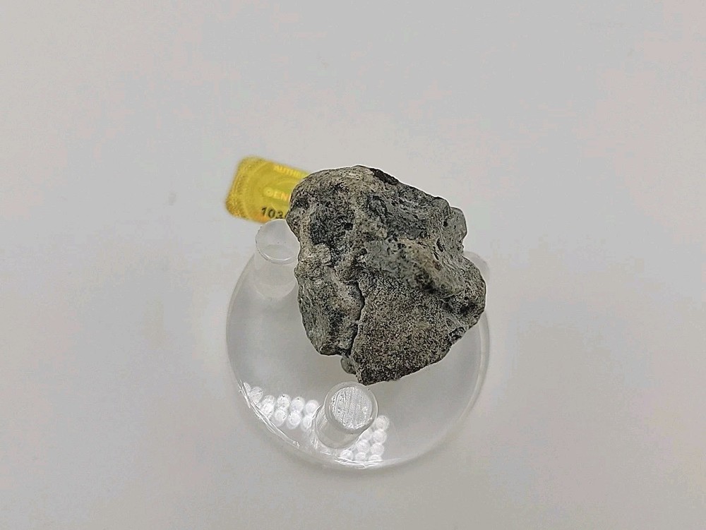 Full Dinosaur Fossil Skull Authentic