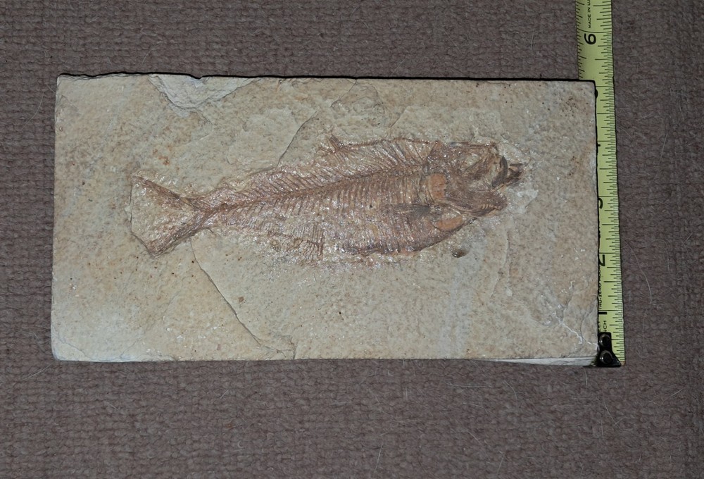 Fossil Fish Green River Formation Wyoming Large AAA Quality