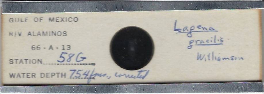 Foraminifera Lagena gracilis Microfossil Microscope Slide