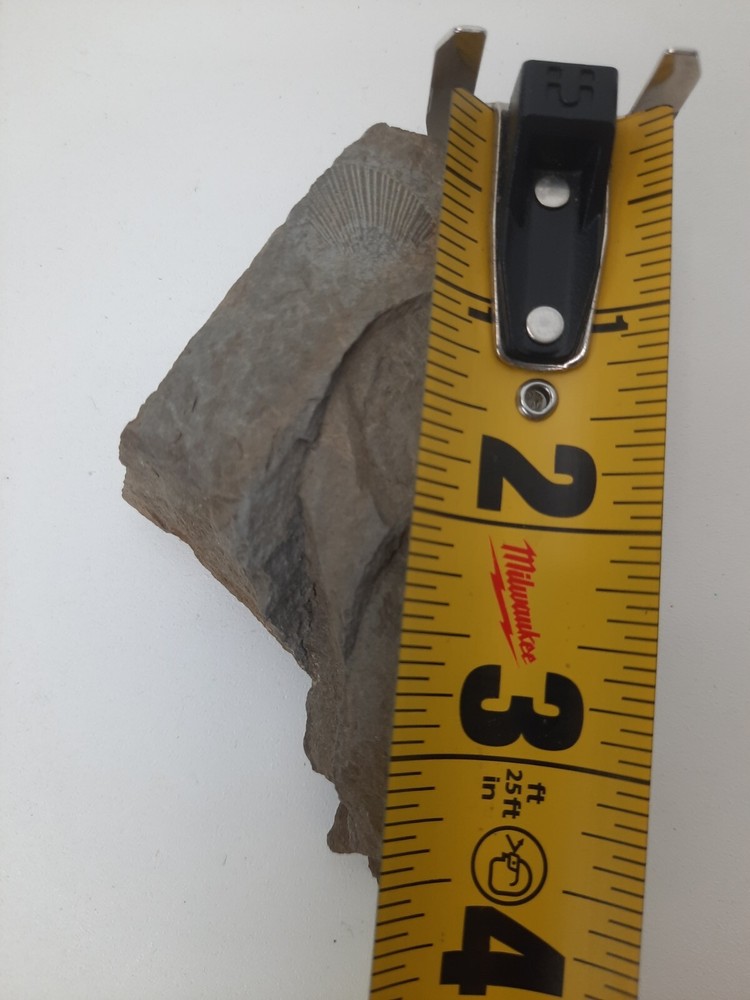 Fossil Shell carboniferous Paliozoic devonian Pennsylvanian fossilized VA