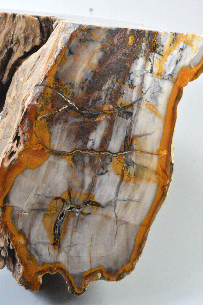 Petrified Wood Round, Saddle Mountain, Washington