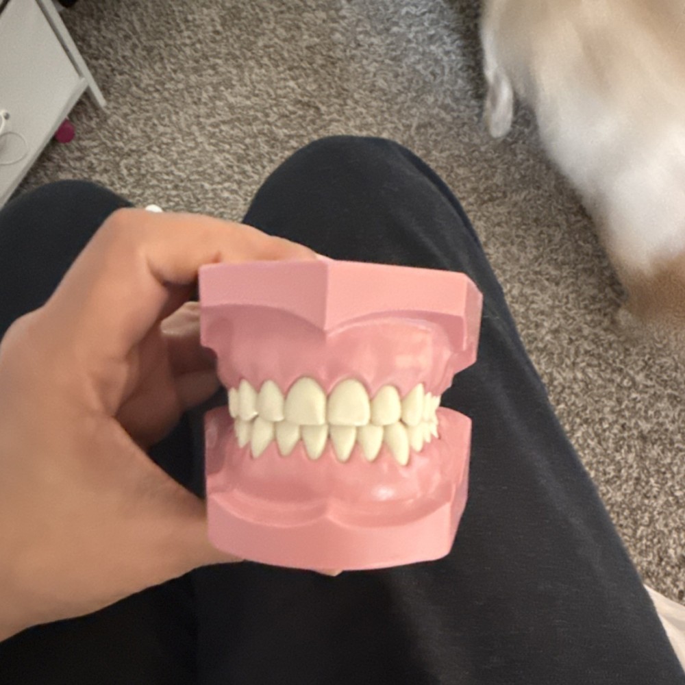 Dental Typodont Model with Removable Teeth and Articulator Full Set