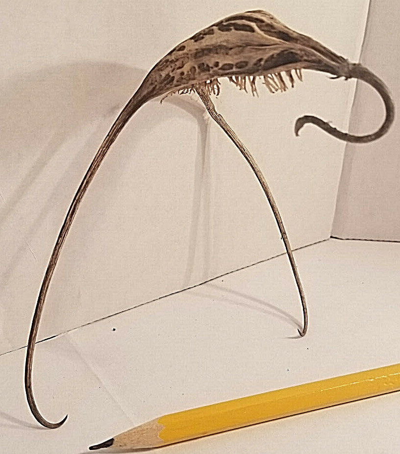 DEVIL CLAW DEVILS CLAW DEVIL'S CLAW DEVIL TALON SATANS CLAW SATANS TALON