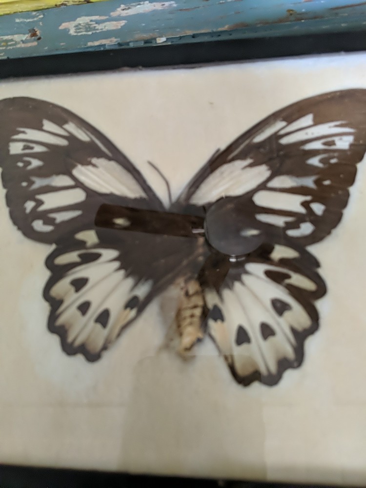 Vintage Real Butterfly,Or Moth Specimen, Framed,