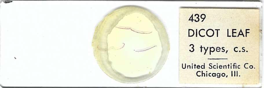 Dicot Leaf Three-types Microscope Slide