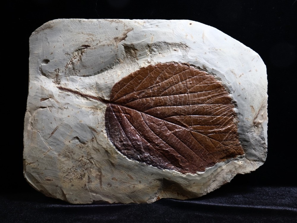 Huge Leaf Fossil, Morton Co., Montana