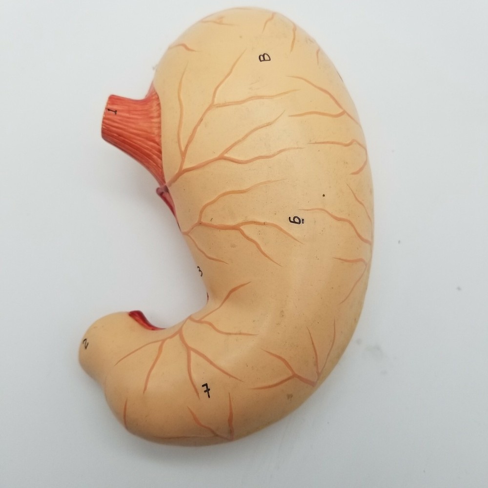 Altay Spare Stomach Model For Altay Torso Models