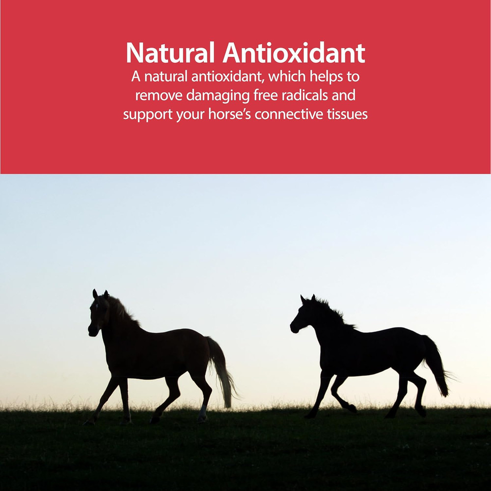Pure MSM Supplement for Horses, 1-Pound…
