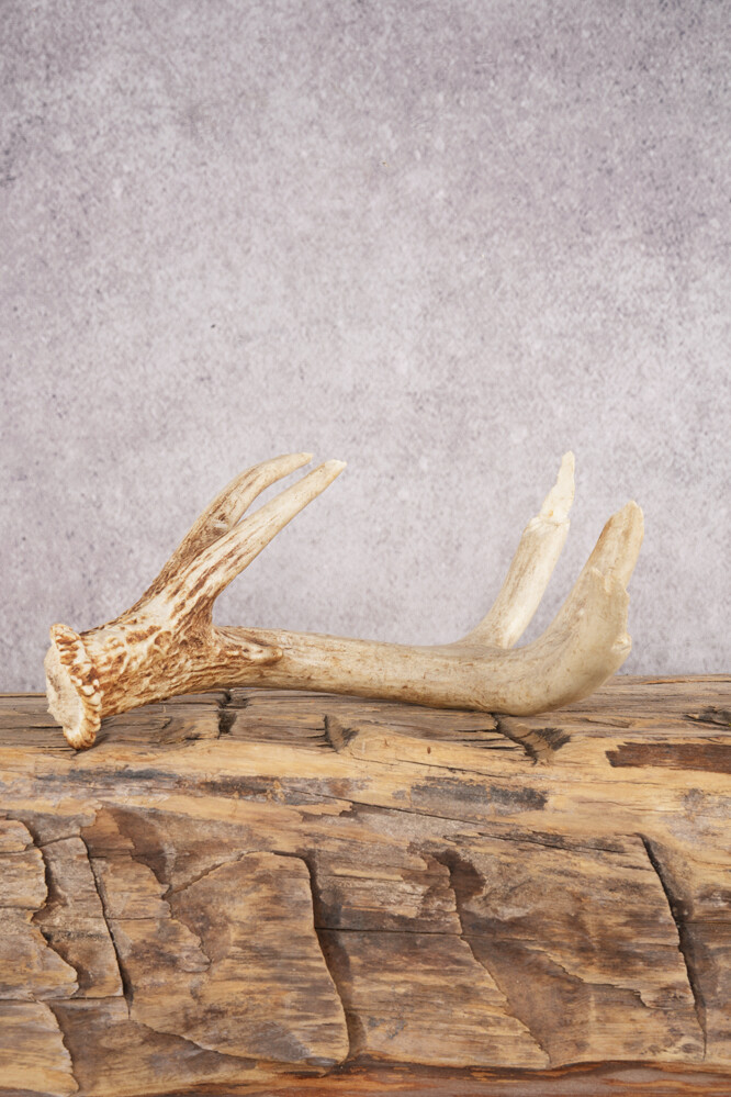 White Tail Deer Chewed Skull SKU 3009