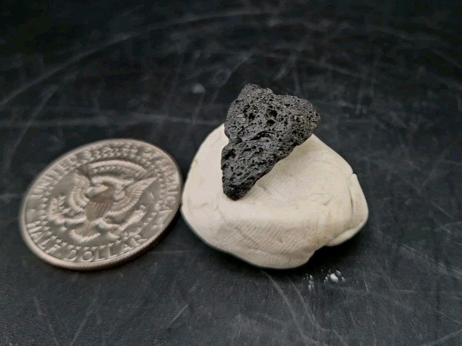 Raptor Talon Fossil Cast Fossil