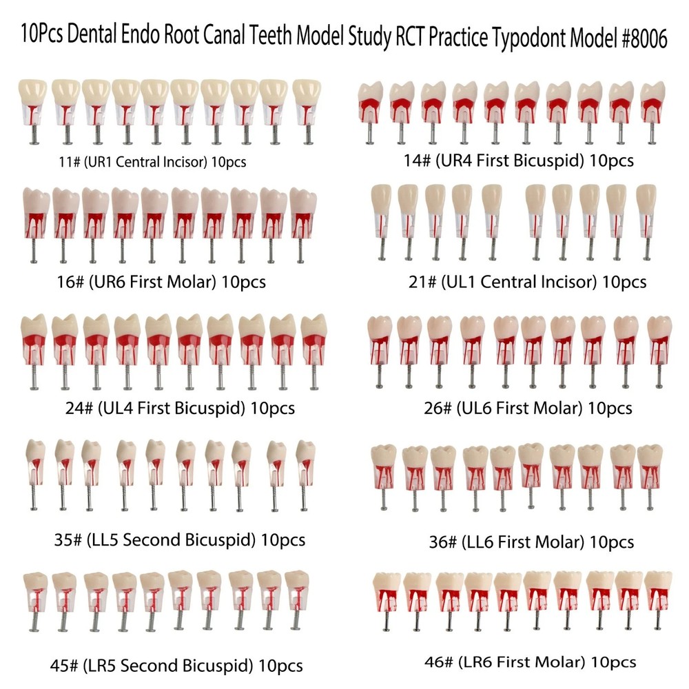 10 Dental Endo Root Canal Teeth Model RCT Study Practice Training Typodont Molar