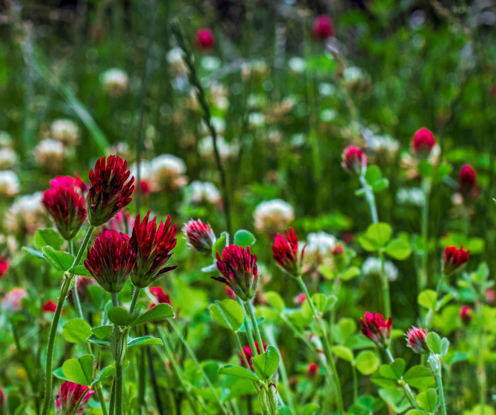 Clover & Chicory Deer/turkey Annual Food Plot Seed Mix - Spring/Fall 1/2 Acre
