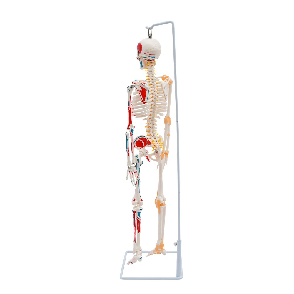 NEW 34" Modern Hanging Style Human Skeleton Model Includes Joint Ligaments White