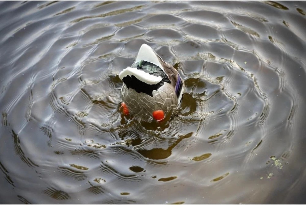 Mojo Butt Up Rippler, Mallard