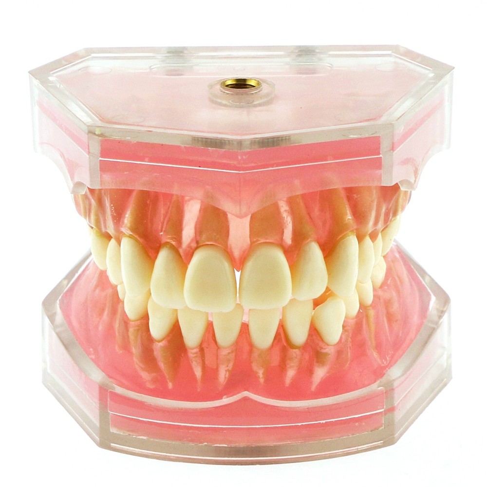 Dental Typodont Removable Soft Gum Teeth Model M7008 + Simulation Cheek
