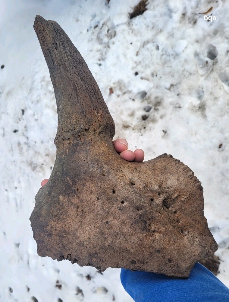 Historic Bison Horn Core Partial Skull river find