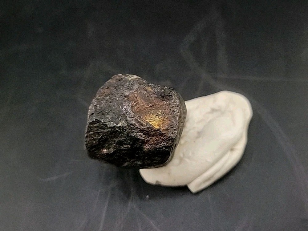 Fossil Dinosaur Tooth Unknown Species