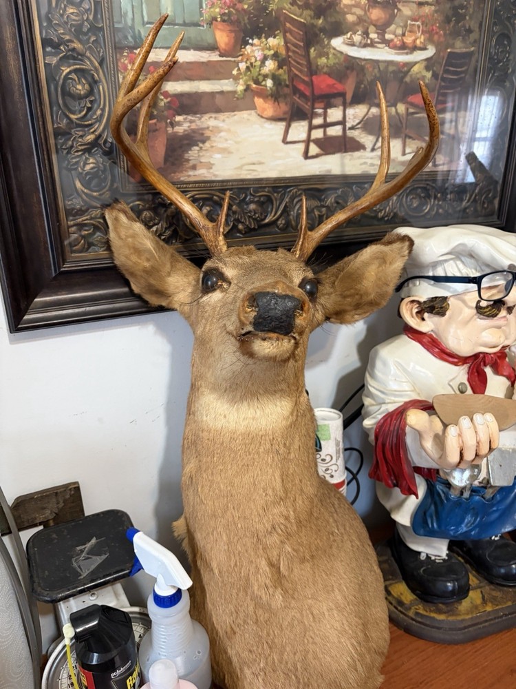8 Point Buck Mount